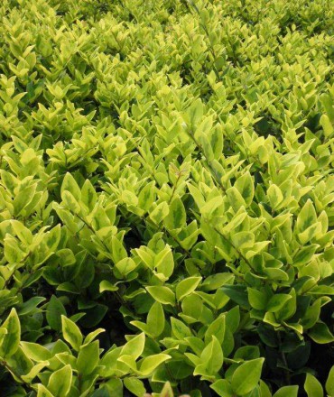 綠化苗木如何選購(gòu)？