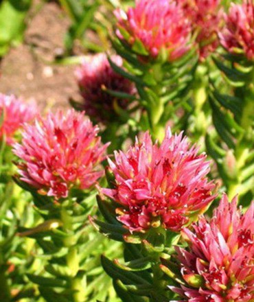 宿根花卉小知識(shí)有哪些呢？