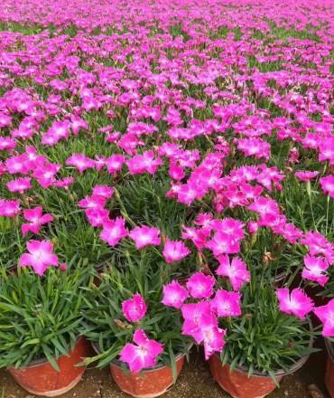 歐石竹扦插繁殖的方法是什么？