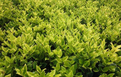 綠化苗木如何選購？