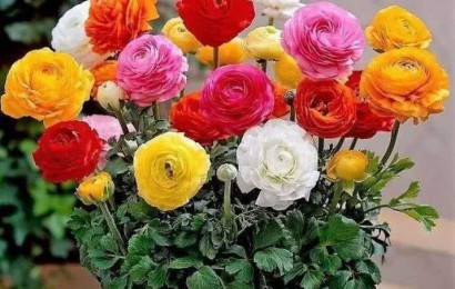 室內(nèi)養(yǎng)花有哪些注意事項(xiàng)？