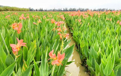 水生植物生態(tài)作用是什么？