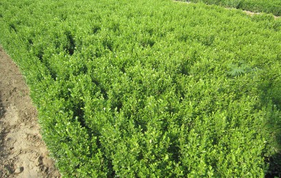 綠化苗木的澆水方法