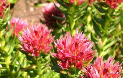 宿根花卉小知識(shí)有哪些呢？