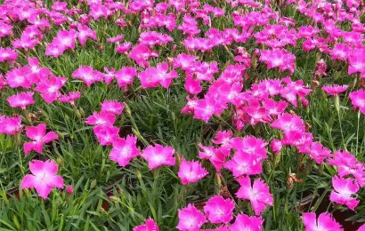 歐石竹扦插繁殖的方法是什么？