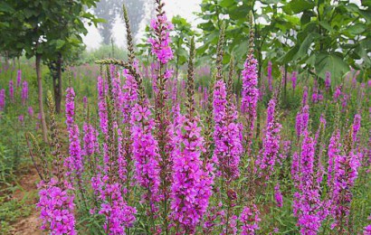 千屈菜的養(yǎng)殖方法