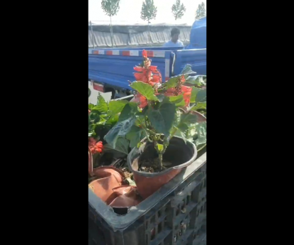 時令草花 - 一串紅