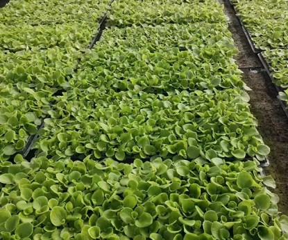 四季海棠:綠葉（穴盤苗）