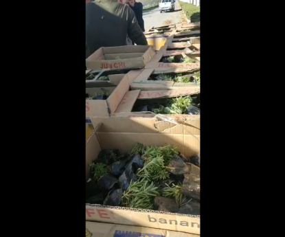 宿根地被 - 佛甲草