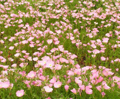 美麗月見(jiàn)草