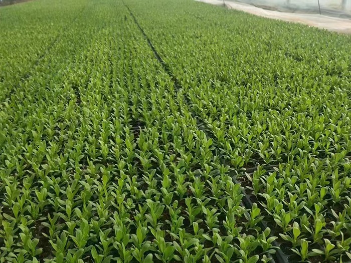 美國(guó)雜交石竹（穴盤(pán)苗）