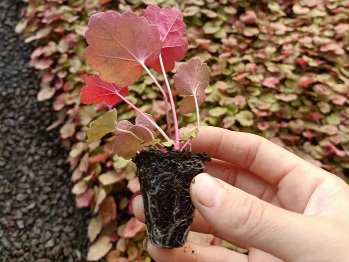 礬根（穴盤苗）