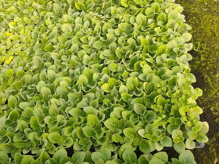 大巖桐（穴盤(pán)苗）