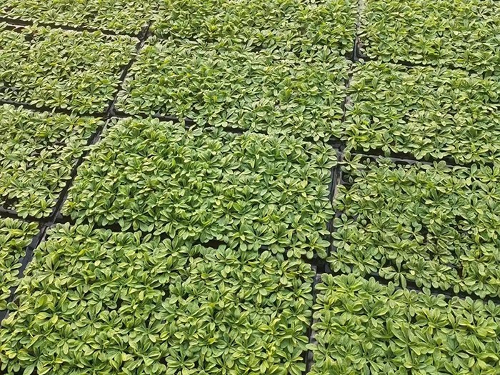 牽牛（穴盤(pán)苗）