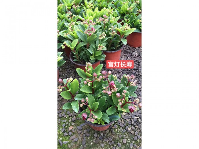 宮燈長(zhǎng)壽