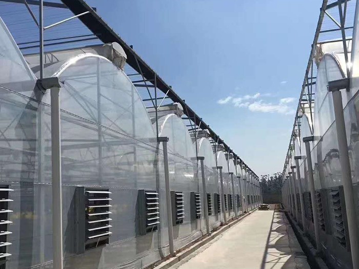 連棟薄膜溫室