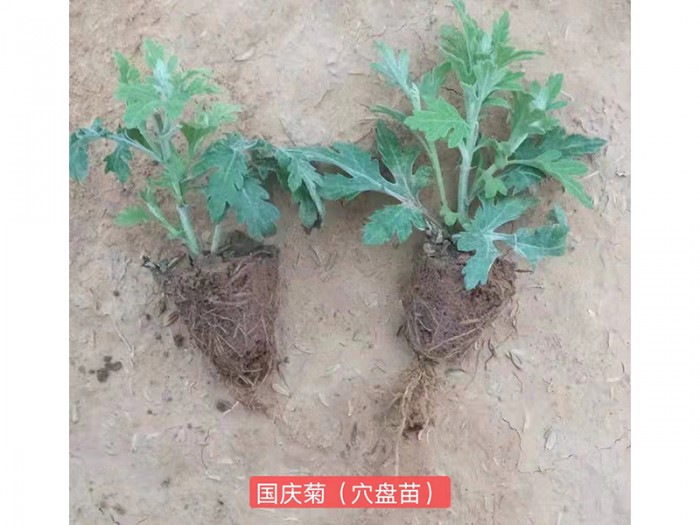 國(guó)慶菊（穴盤(pán)苗)