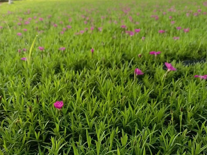 歐石竹（穴盤苗）