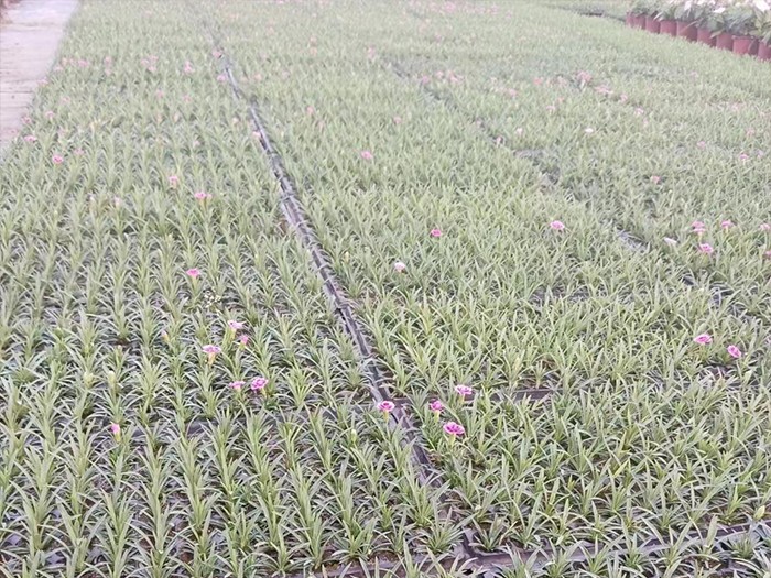 石竹初吻（穴盤苗）