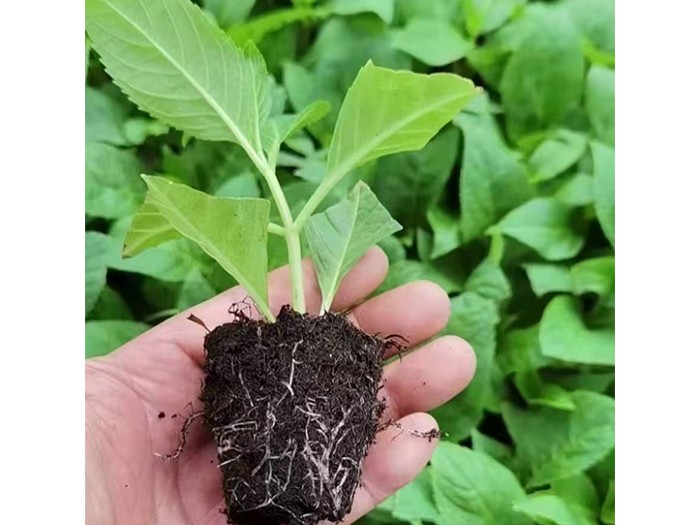 大花繡球種苗無(wú)盡夏