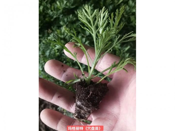 瑪格麗特(穴盤(pán)苗)