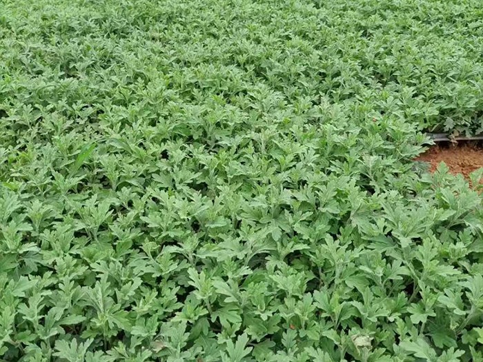 國慶菊（穴盤苗）