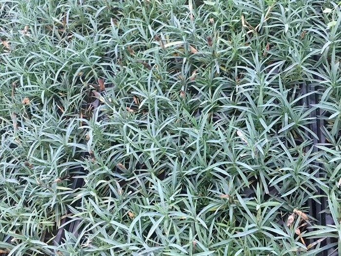 彩虹石竹（穴盤苗）