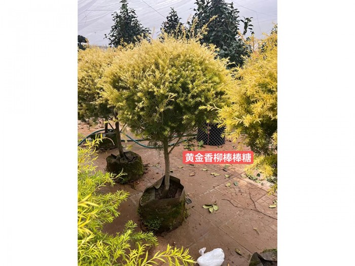 黃金香柳棒棒糖