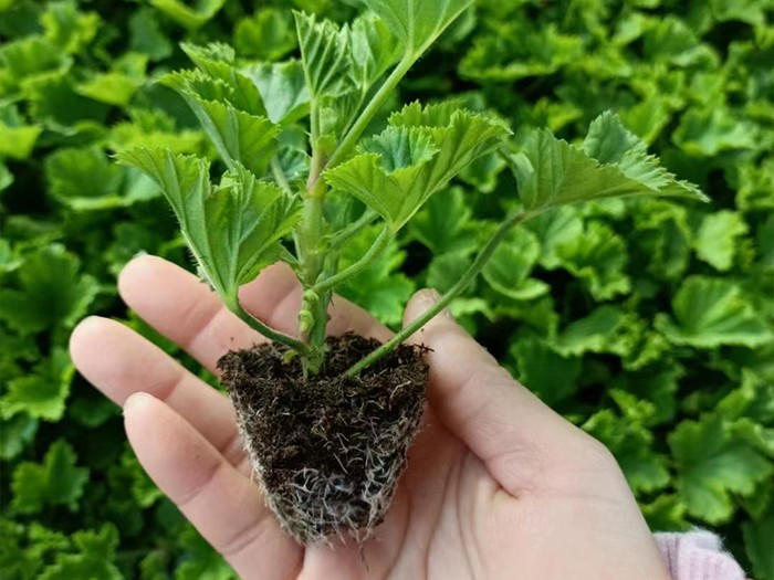 蝴蝶梅（穴盤苗）