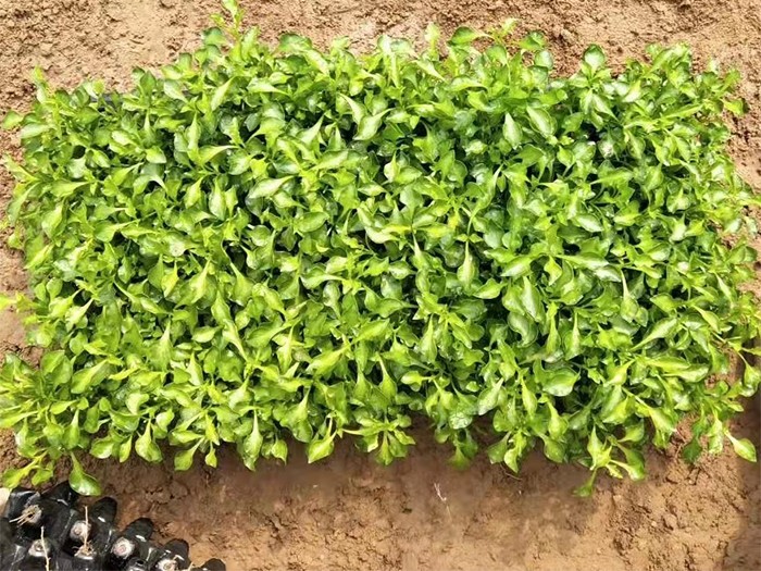 五色草(穴盤苗)